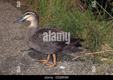 Pacific/Australian Black Duck - Anas superciliosa rogersi [Australian race]-Family Anatidae Stock Photo