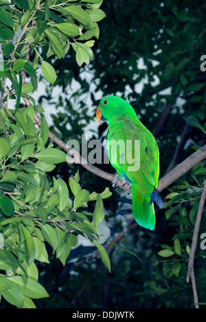 Eclectus Parrot, eclectus roratus, Male in Flight against White ...