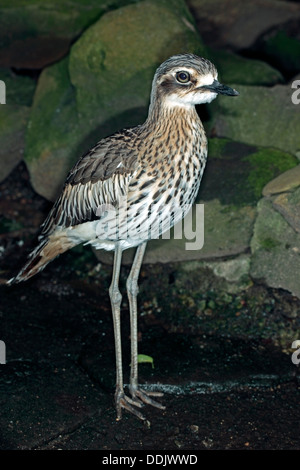 Australian Bush Stone-Curlew/ Bush Thick-knee - Burhinus grailarius- Family Burhinidae Stock Photo