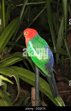 Australian King Parrot male - Alisterus scapularis - Family Psittacidae/ Pssitaculidae Stock Photo