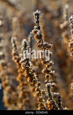Common Heather or Ling (Calluna vulgaris) frost covered plant in winter. Powys, Wales. February. Stock Photo