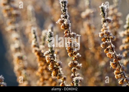 Common Heather or Ling (Calluna vulgaris) frost covered plant in winter. Powys, Wales. February. Stock Photo
