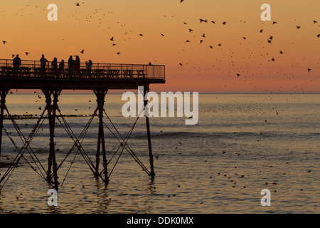 Common Starling (Sturnus vulgaris) flock in flight and roosting on the pier at sunset. Aberystwyth, Ceredigion, Wales. February. Stock Photo