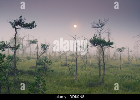 Moon over swamp, Western Latvia, Kurzeme, Europe Stock Photo