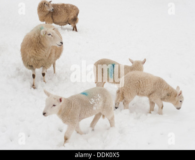 Cross-bred ewe and lambs in snow. Powys, Wales. March. Stock Photo