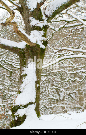 Sessile Oak (Quercus petraea) woodland on a hillside after a fall of snow. Powys, Wales. March. Stock Photo