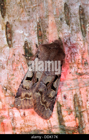 Hebrew Character moth (Orthosia gothica) resting on birch bark. Powys, Wales. April. Stock Photo