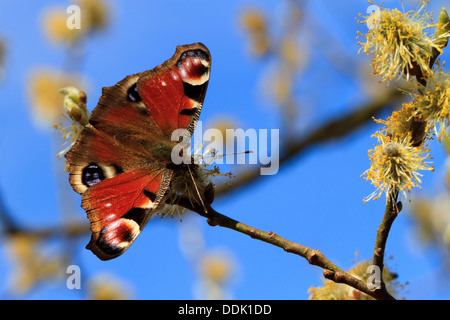 Peacock butterfly (Aglais io) feeding on Sallow flowers in Spring. Powys, Wales. April.