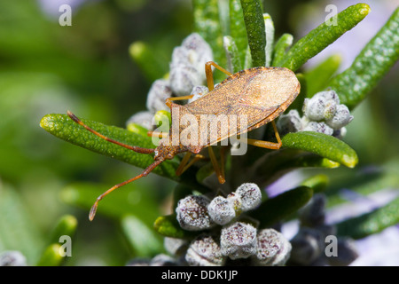 Box Bug (Gonocerus acuteangulatus) adult insect feeding on a Rosemary bush in a garden. Seaford, England. May. Stock Photo