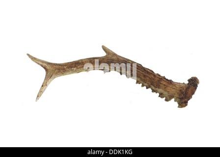 horn roe on white background Stock Photo