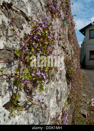 Ivy-leaved Toadflax (Cymbalaria muralis) flowering, growing on an old stone wall. Carmarthen, Wales. May. Stock Photo