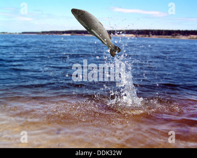 jumping out from water on white background trout Stock Photo