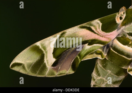 Oleander Hawkmoth (Daphnis nerii) close-up of wing showing pattern and markings, captive bred Stock Photo