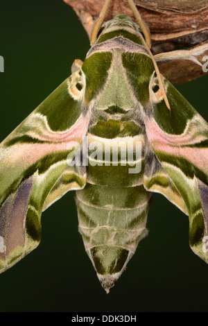 Oleander Hawkmoth (Daphnis nerii) close-up showing pattern and markings, captive bred Stock Photo