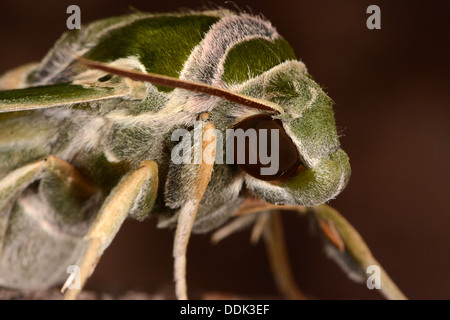 Oleander Hawkmoth (Daphnis nerii) close-up of head, captive bred Stock Photo
