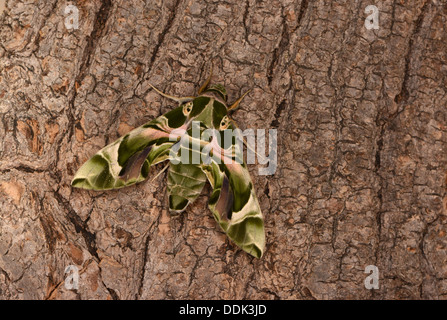 Oleander Hawkmoth (Daphnis nerii) adult resting on tree trunk, captive bred Stock Photo