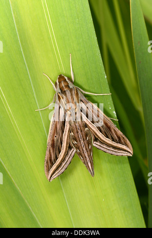 Silver-striped Hawkmoth (Hippotion celerio) adult at rest on leaf, captive bred Stock Photo