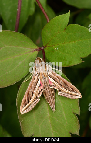 Silver-striped Hawkmoth (Hippotion celerio) adult at rest on Clematis leaf, captive bred Stock Photo