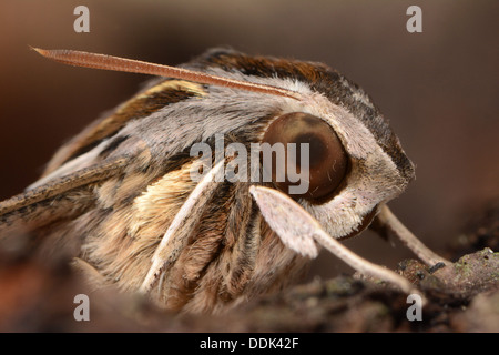 Silver-striped Hawkmoth (Hippotion celerio) close-up of adult head and eyes, captive bred Stock Photo