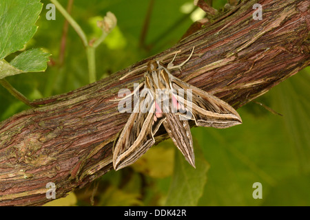 Silver-striped Hawkmoth (Hippotion celerio) adult at rest on grape vine, captive bred Stock Photo