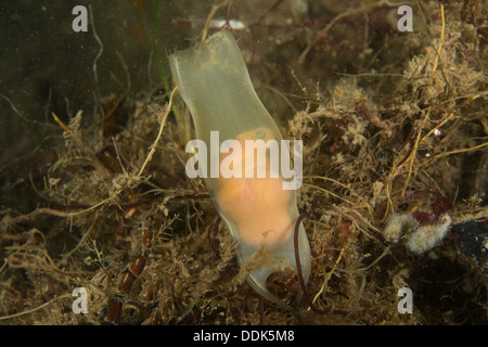 Stock photo of Close up of yolk and developing embryo visible in Mermaid's  purse egg…. Available for sale on www.naturepl.com