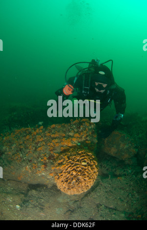 Diver investigates Ross Coral, Swanage, Dorset. Stock Photo