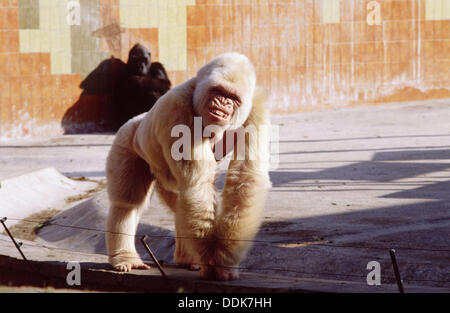 Copito de nieve, gorila albino. Zoológico de Barcelona Stock Photo - Alamy