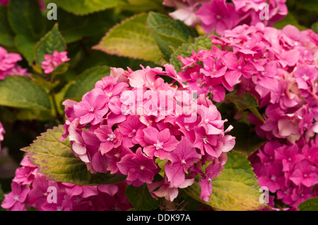 Pink Hydrangea Stock Photo