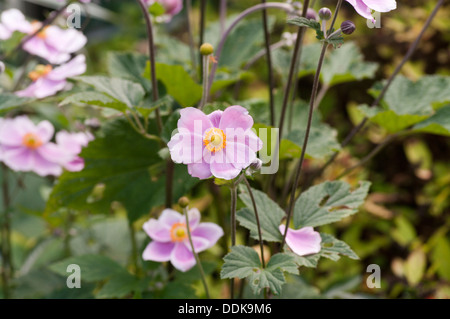 Violet Japanese Anemone Anemones hupehensis windflower or thimbleweed Stock Photo