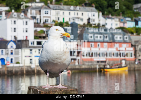 England, Cornwall, Looe, Seagull and Sign Stock Photo