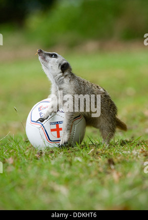 Seemples the football mad meerkat gets in some football soccer practise for the world cup at Exmoor Zoo in Devon, UK Stock Photo