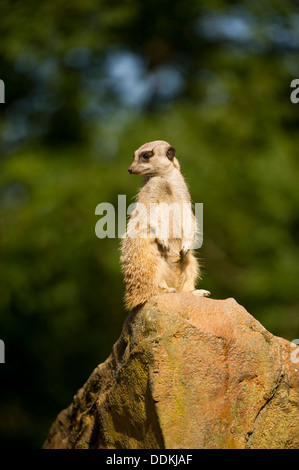 a meerkat sits on a boulder rock in a zoo, UK with out of focus trees as a background Stock Photo