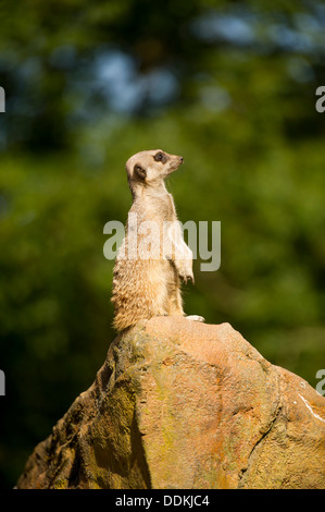 a meerkat sits on a boulder rock in a zoo, UK with out of focus trees as a background Stock Photo