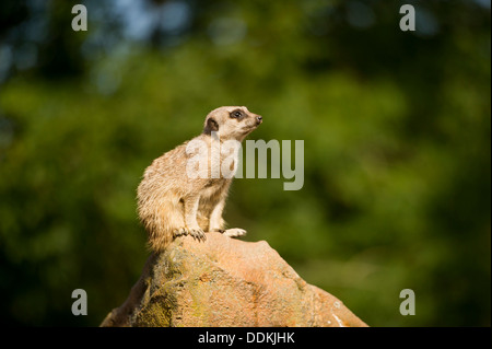 a meerkat sits on a boulder rock in a zoo, UK with out of focus trees as a background Stock Photo