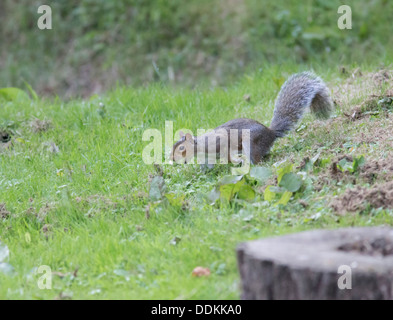 Grey Squirrel Sciurius carolinensis collecting Hazel Nuts for its winter larder Stock Photo