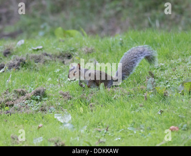 Grey Squirrel Sciurius carolinensis collecting Hazel Nuts for its winter larder Stock Photo