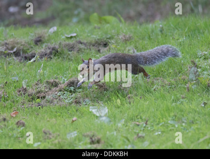 Grey Squirrel Sciurius carolinensis collecting Hazel Nuts for its winter larder Stock Photo
