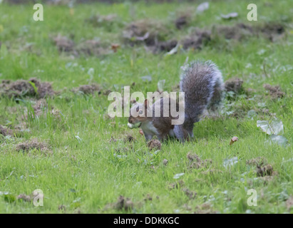 Grey Squirrel Sciurius carolinensis collecting Hazel Nuts for its winter larder Stock Photo