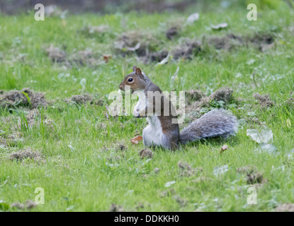 Grey Squirrel Sciurius carolinensis collecting Hazel Nuts for its winter larder Stock Photo
