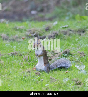 Grey Squirrel Sciurius carolinensis collecting Hazel Nuts for its winter larder Stock Photo