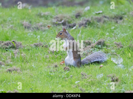Grey Squirrel Sciurius carolinensis collecting Hazel Nuts for its winter larder Stock Photo
