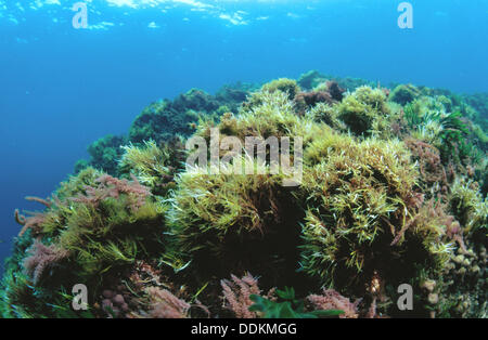 Red seaweed (Pterocladia capillacea Stock Photo - Alamy