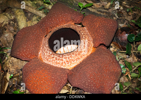 Rafflesia (Rafflesia keithii) in bloom, the biggest flower of the world, Mt. Kinabalu National Park, Sabah, Borneo, Malaysia. Stock Photo