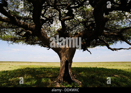 Acacia tree with a whole in the trunk, on African plains, Serengeti national park, Tanzania. Stock Photo