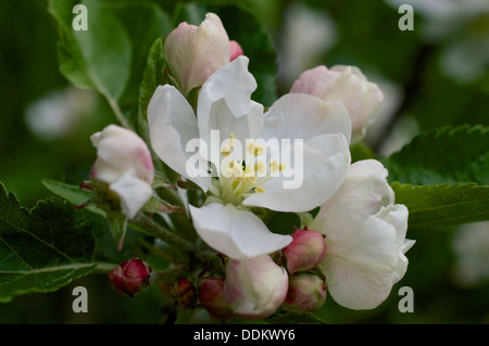 Apple blossom flowers and buds of Discovery variety. Stock Photo