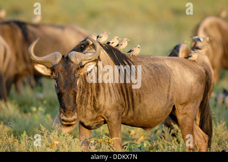 Wattled Starlings (Creatophora cenerea) perched on wildebeest, gnu (Connochaetes taurinus) back, Serengeti NP, Tanzania. Stock Photo