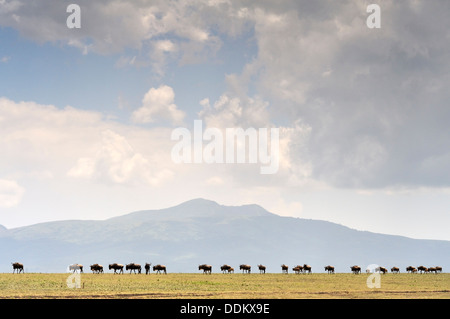 Line of wildebeest, gnu (Connochaetes taurinus), moving in front of the Ngorongoro crater mountain seen from Serengeti, Tanzania