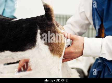 Terrier being groomed Stock Photo