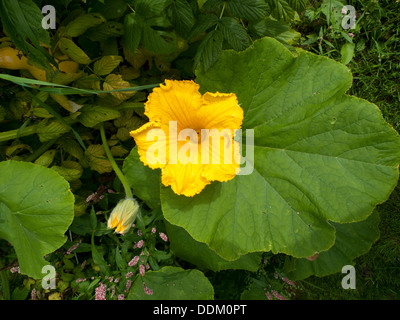 Flower of a yellow crookneck summer squash in bloom Carmarthenshire Wales UK  KATHY DEWITT Stock Photo