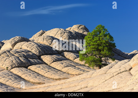 Lonesome tree at the White Pocket, Vermilion Cliffs National Monument Stock Photo